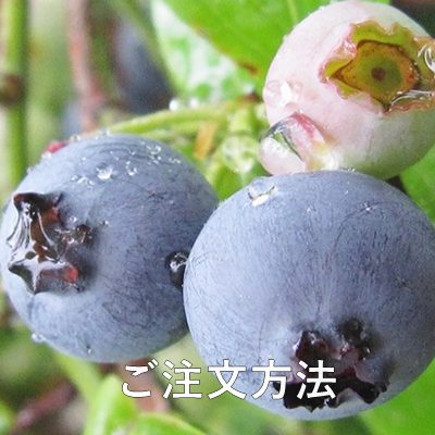 千葉県で完熟ブルーベリーの摘み取り体験、通販でのお届けもやっている