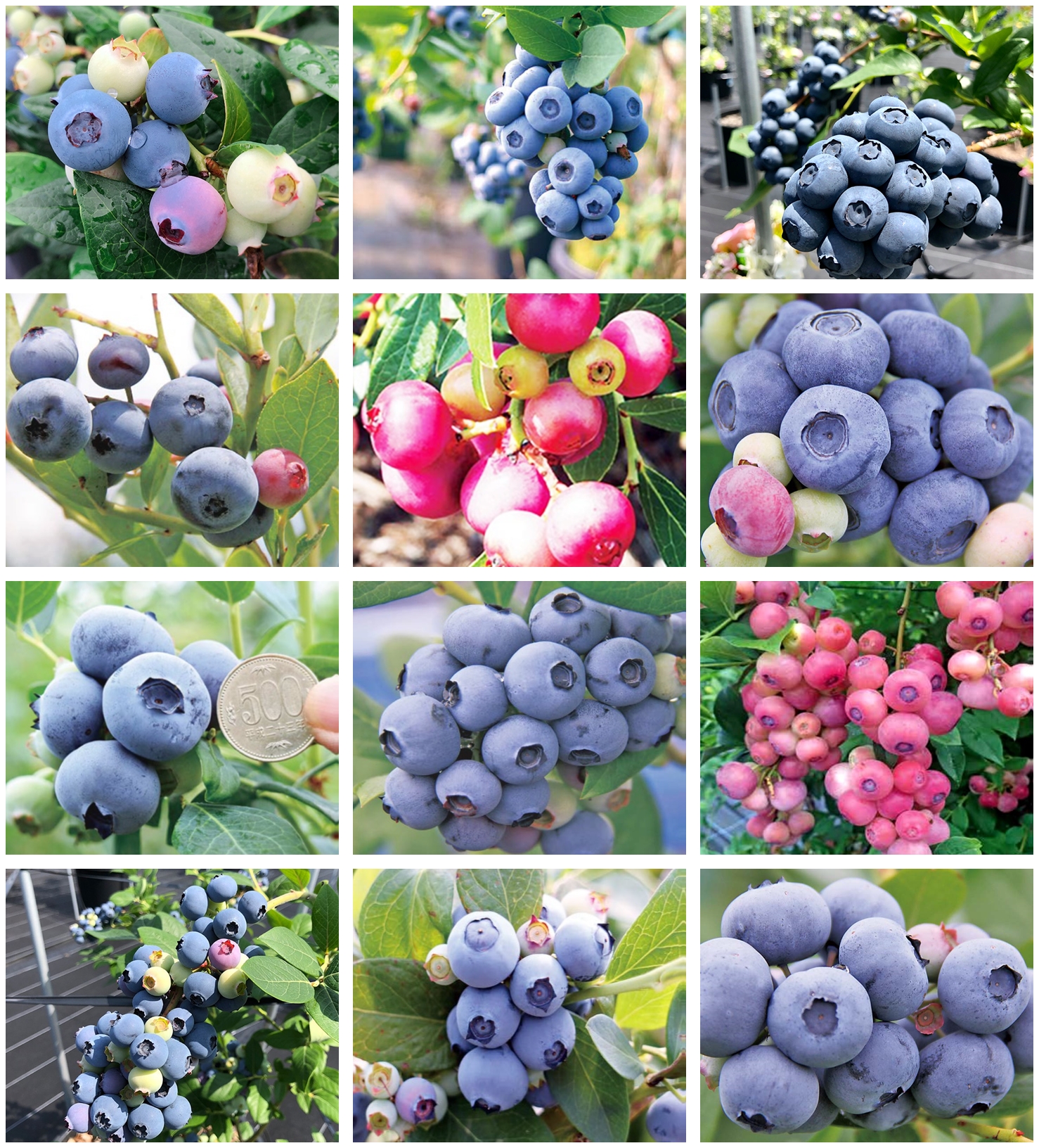 blueberry
